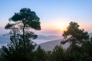 Fototapeta na wymiar Pine tree at sunrise on a wintry day in the Carmel forests