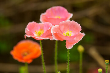 鮮やかな色合いのポピーの花