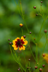 野原に可愛く咲くハルシャギク