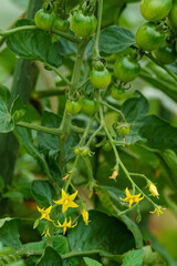 家庭菜園のミニトマト