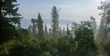 Pine tree at sunrise   on fogy wintr day in the Carmel forests 