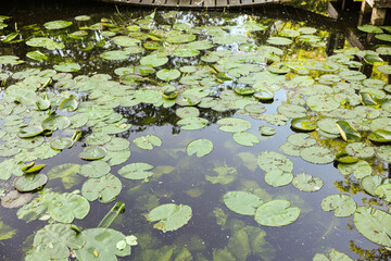 Many beautiful green lotus leaves in pond