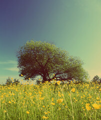 tree on buttercups meadow - vintage retro style