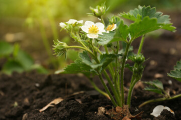 Beautiful blooming strawberry plant with water drops growing in soil, closeup