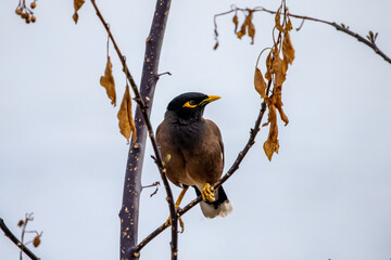 Common myna Acridotheres tristis Standing on a branch.acridotheres tristis, animal, avian,...