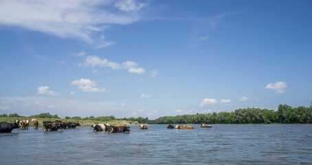 Dniester. Ivano-Frankivsk region June 20, 2019; Cows stand neck in water. A tourist is floating on a canoe.