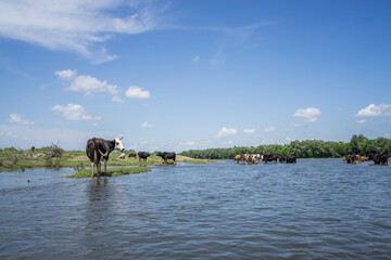 Fototapeta na wymiar Dniester. Ivano-Frankivsk region June 20, 2019; Cows stand neck in water. A tourist is floating on a canoe.