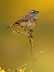 pechiazul en la sierra de gredos