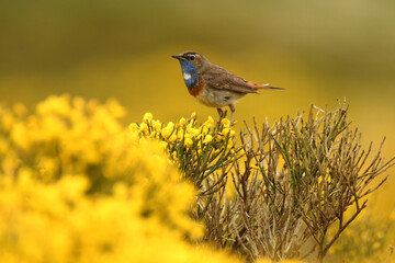 pechiazul en la sierra de gredos