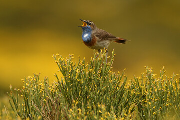 pechiazul en la sierra de gredos