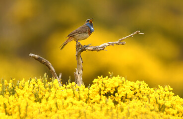 pechiazul en la sierra de gredos
