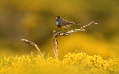 pechiazul en la sierra de gredos