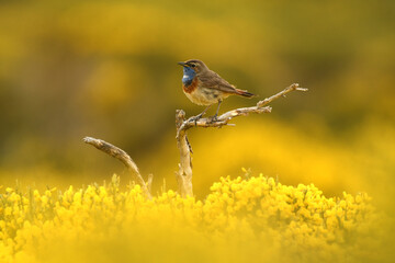 pechiazul en la sierra de gredos