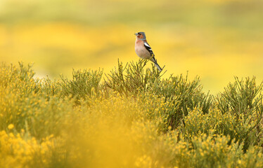 Pinzon macho en primavera