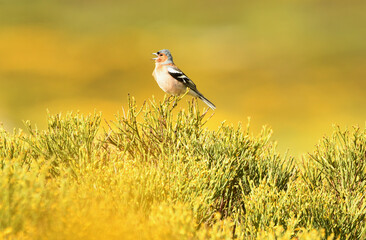 Pinzon macho en primavera