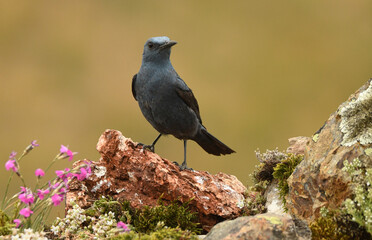 Roquero solitario macho en primavera