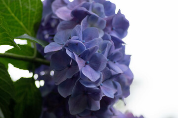 初夏に咲く満開の紫陽花
