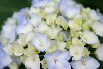 初夏に咲く満開の紫陽花