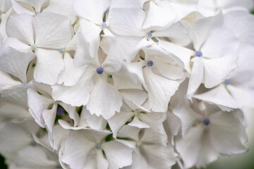 初夏に咲く満開の紫陽花