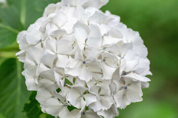 初夏に咲く満開の紫陽花
