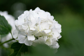 初夏に咲く満開の紫陽花