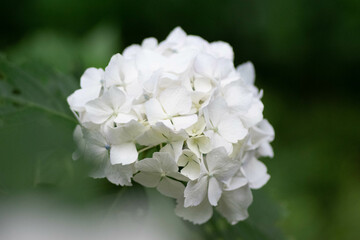 初夏に咲く満開の紫陽花