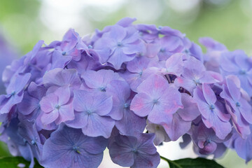 初夏に咲く満開の紫陽花