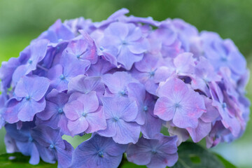 初夏に咲く満開の紫陽花
