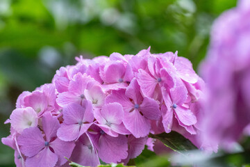 初夏に咲く満開の紫陽花