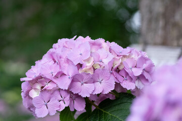 初夏に咲く満開の紫陽花
