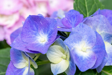 初夏に咲く満開の紫陽花