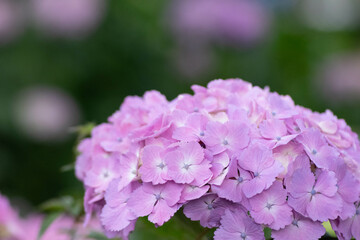 初夏に咲く満開の紫陽花