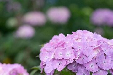 初夏に咲く満開の紫陽花