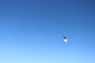 seagull flying blue sky