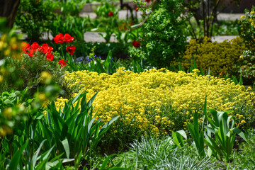 Flowerbed with yellow flowers, red tulips and irises in a flower garden
