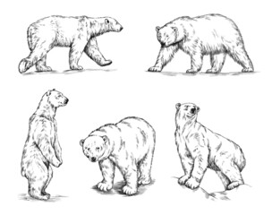 black and white engrave ink draw isolated polar bear