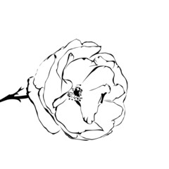 Line art simple blooming rose