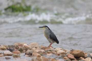 Striated heron or little green heron (Butorides striatus) in Japan