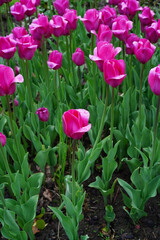 Magenta tulip flower with raindrops on smooth petals, focus on one flower, background with purple tulips in blur, vertical photo