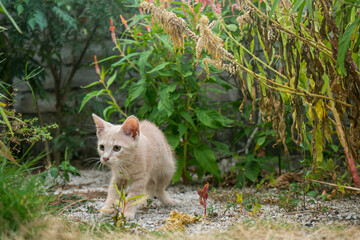 kitten in the grass