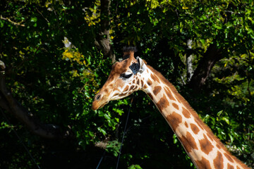 Girafe