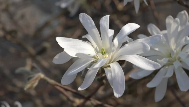 Magnolia Stellata a winter spring white flower shrub or small tree commonly known as star magnolia, stock video footage clip