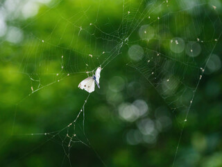 Butterflies floundering among the cobwebs