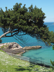 Obraz premium árbol sobre mar