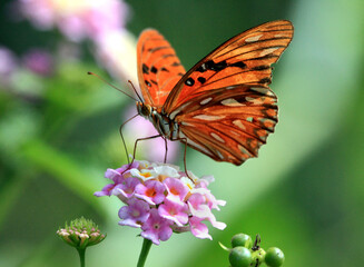 Beautiful butterfly Danaida monarch (Latin Danaus plexippus) orange sitting on a lilac flower on a green background. The idea is a design concept with a copy of the space to add text, animals, insects