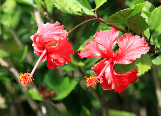 Hibiscus flower (Latin Hibiscus) is red on a green background on a clear sunny day. Flora plants flowers