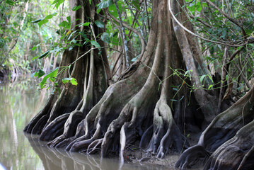 Fototapeta na wymiar View of the bare roots of trees in the jungle of mangroves, fabulous forest nature of the tropics subtropics, selective focus.