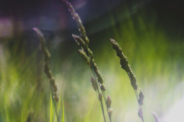 Flowers of grass shot with shallow depth of field with retro lens