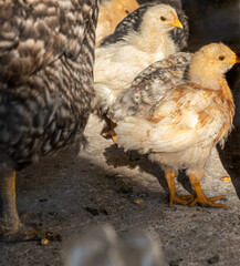 small chickens in the yard to the country behind the net