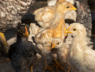 small chickens in the yard to the country behind the net